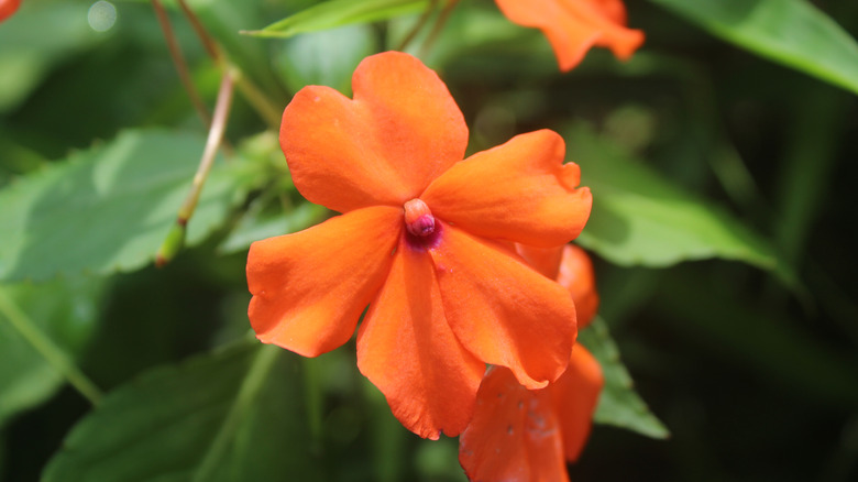 Turuncu sabırsızlar bir bahçede yetişir.