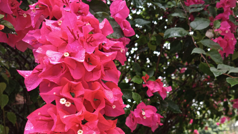 Pembe begonvil bir bahçede yetişiyor.