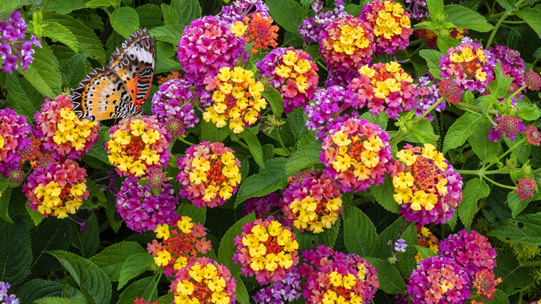Çok renkli lantana bir bahçede yetişiyor.