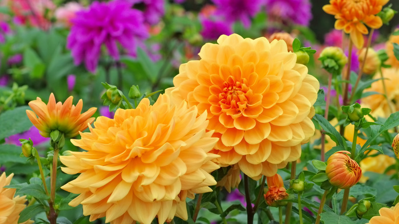 Bahçede rengarenk dahlialar yetişiyor.