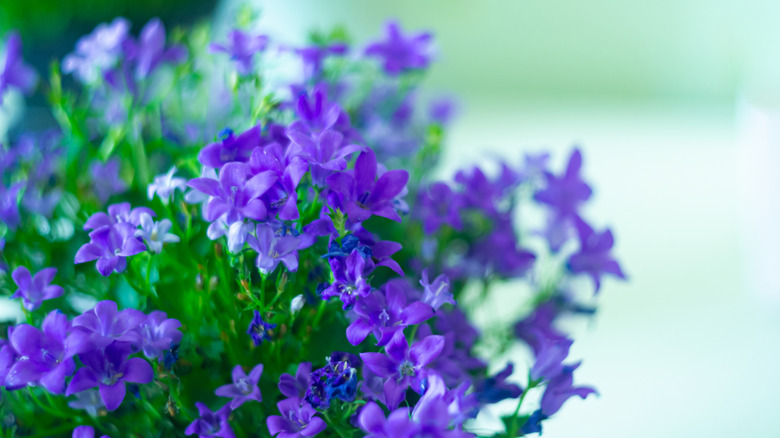 Bahçede büyüyen mor browallia.