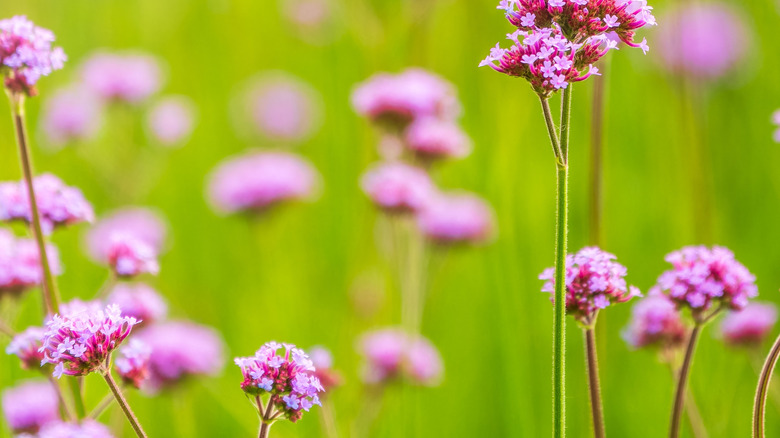 Pembe mineçiçeği bir bahçede yetişir.