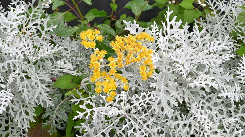 Gümüş yapraklı sarı tozlu değirmenci bir bahçede yetişiyor.