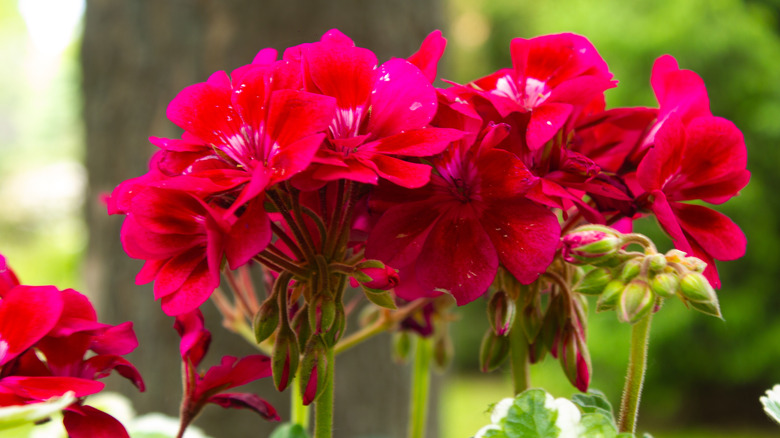 Kırmızı sardunyalar bir bahçede yetişir.