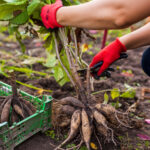 Gelecek Yıllarda Keyfini Çıkarmak İçin En Kısa Sürede Kışlamanız Gereken 11 Yıllık Bitki