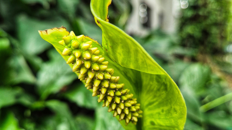 Yeşil barış zambak çiçeği yakın çekim