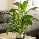 Neden Barış Zambakındaki Güzel Yeşil Çiçekler İstediğiniz Şey Değil?