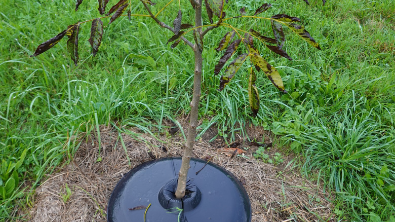 Çimenli bir arka bahçeye yeni dikilmiş bir ceviz fidanı.
