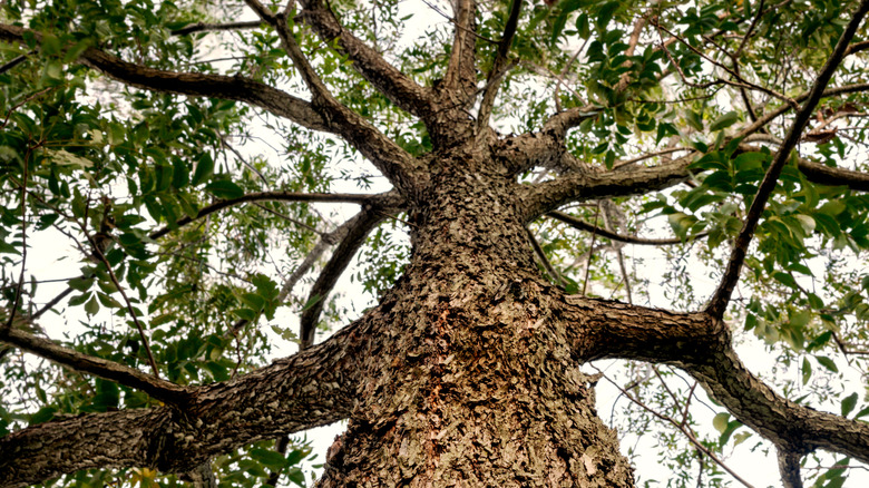 Büyük, olgun bir ceviz ağacının geniş gölgesi.