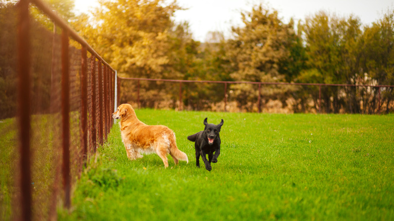 İki köpek tel örgünün yanında duruyor