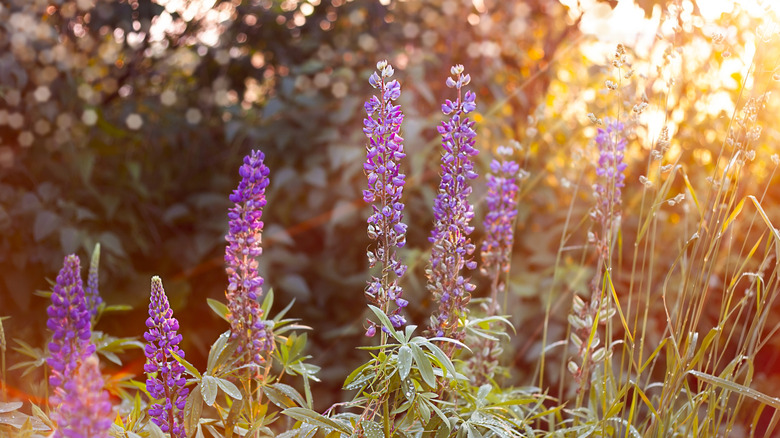 Gün batımında bahçede mor acı bakla çiçekleri