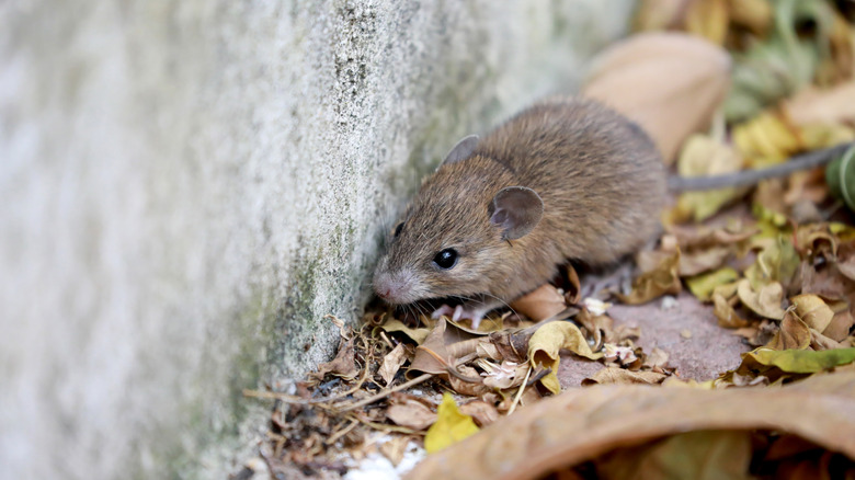 Beton bir duvarın dışındaki kurumuş yaprakların üzerinde duran bir fare