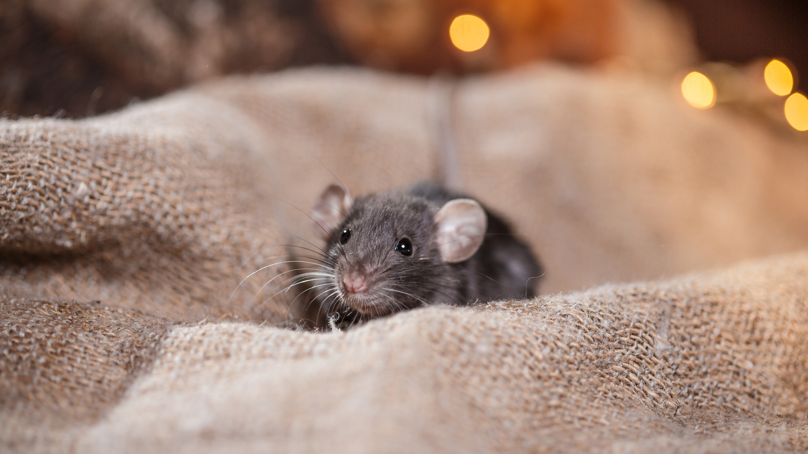 Fareleri Evinizden Uzak Tutmaya Yardımcı Olabilecek Basit Pamuk Topu Hilesi