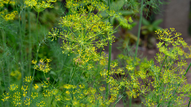 bahçede büyüyen dereotu