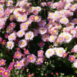 Birlikte Dikildiğinde Anneleri Güçlendirebilecek Ortak Mutfak Bitkisi