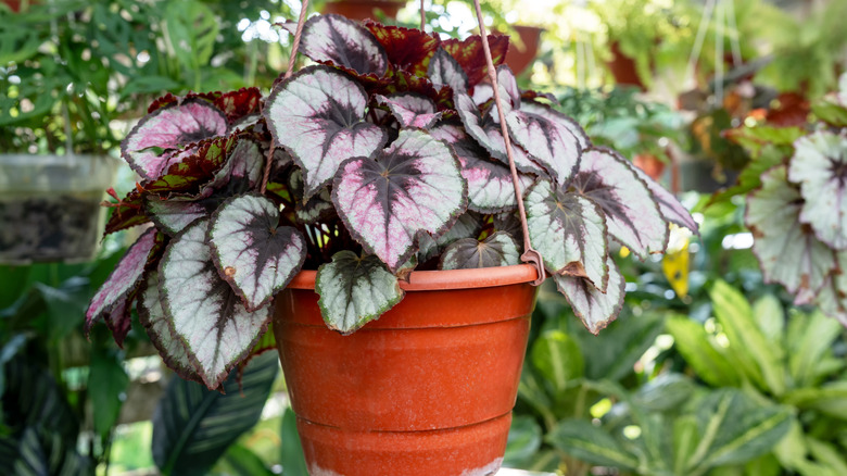 Asılı sepette boyalı yapraklı begonyalar