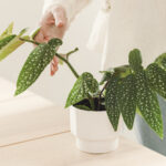 Kış İçin Dış Mekan Begonya Bitkisini İç Mekana Geçişin Doğru Yolu