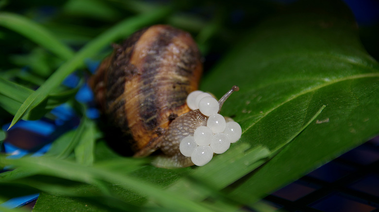 Yaprağa yumurta bırakan bir salyangozun yakın çekimi