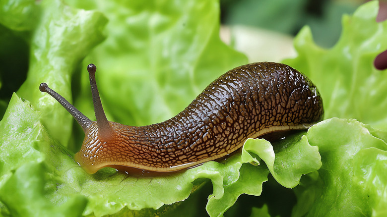 Marul yaprağındaki sümüklü böceğin yakından görünümü