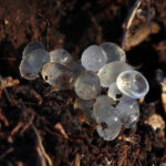 Hangi Şeffaf Yumurtalar Bahçede Bir Uyarı İşaretidir ve Bundan Sonra Ne Yapmalı?