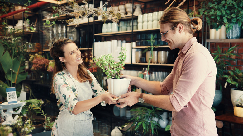 Perakende çalışanı müşteriye saksısına göre orantılı görünen bir bitki veriyor.