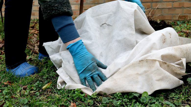 Bir bitkiyi don battaniyesiyle kaplayan bir bahçıvan