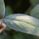 Gelecek Baharda Gelişmelerini Sağlamak İçin Adaçayı Bitkilerinizi Kışa Nasıl Hazırlarsınız?