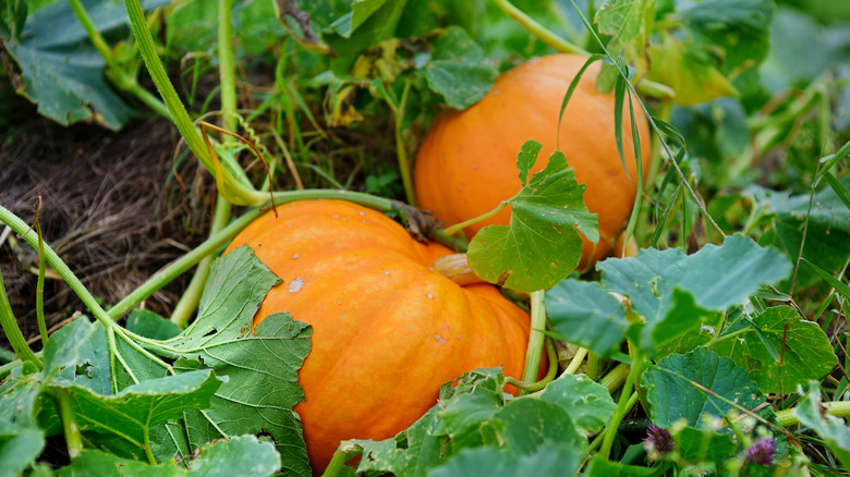 Bahçede büyüyen büyük turuncu kabaklar