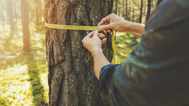 Bir ağacın çevresini mezurayla ölçen kişi