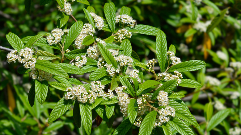 Cotoneaster salicifolius çiçeklerine yakın çekim
