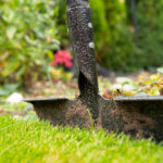 Zemin Örtüsü İçin Çift Görevli Olan Hızlı Büyüyen Çiçekli Çalı