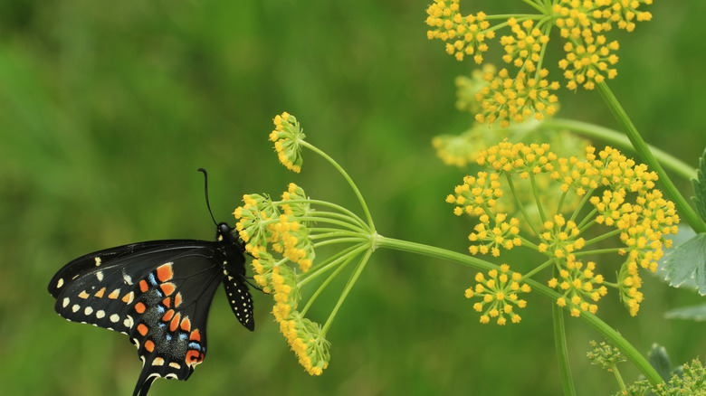 altın alexander çiçeklerine kelebek konması