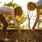 Bu Klasik Çiçeği Dikmek İçin Beklemeyin - Ekim, Çarpıcı Bahar Çiçekleri İçin İdealdir