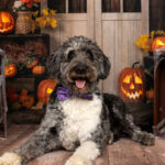 Zarif Cadılar Bayramı Dekoru İçin Çarpıcı Bir Örümcek Ağı Nasıl Yapılır