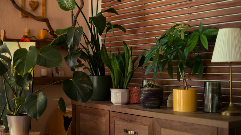 Oturma odasında sergilenen çeşitli tropikal ev bitkilerinin koleksiyonu.