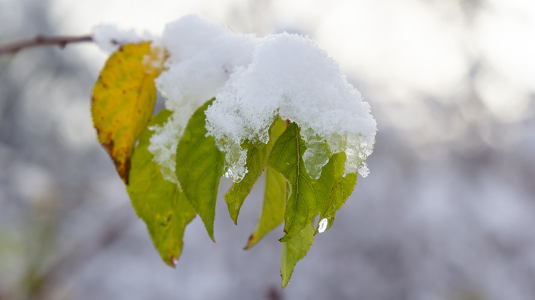 Bir ağaç yaprağına kar yığıldı