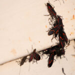 Bu Kış Kötü Bir Zararlıyı Uzak Tutmak İçin Pencere Çerçevelerinizi Şimdi Kapatın