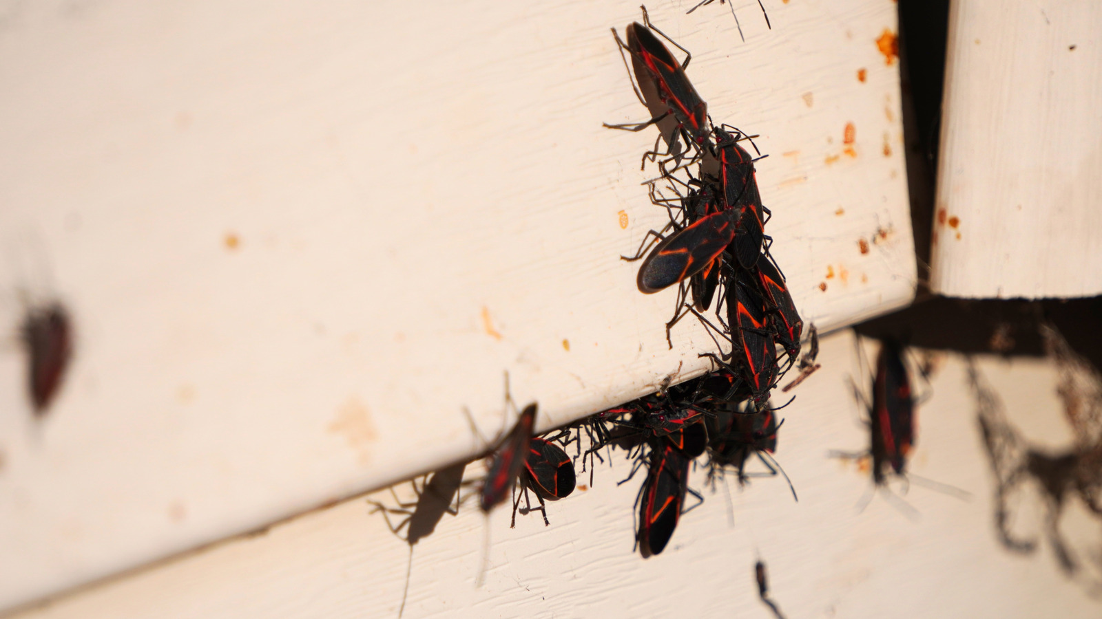 Bu Kış Kötü Bir Zararlıyı Uzak Tutmak İçin Pencere Çerçevelerinizi Şimdi Kapatın