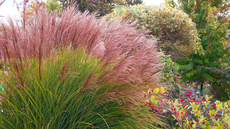 Bahçedeki diğer çiçek ve meyvelerin üzerinde yükselen 'Gracillimus' bakire otu