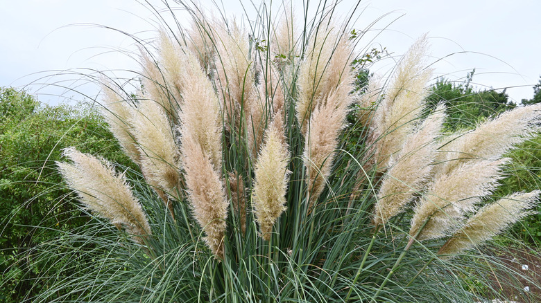 Büyük pembemsi tutamlarla büyük bir yığın halinde pampa otu