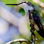 Sinek Kuşlarının Gelecek Sezonun Keyfini Çıkarması İçin Sonbaharda Dikilecek 13 Süs Otu