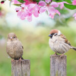 Güzel Kuşları Cezbeden Çarpıcı Az Bakım Gerektiren Çim Alternatifi