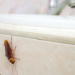 Hamamböceklerini Kovmak İçin Popüler Kendin Yap Salatalık Zaman Kaybı Olabilir