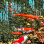 Gölet Üzerindeki Sonbahar Yapraklarını Temizlemeyi Çok Daha Kolay Hale Getiren Basit Kurulum