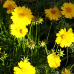 Cosmos Bitkilerini Kış Donlarından Yok Olmaktan Nasıl Koruruz?