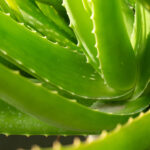 Aloe Vera Yetiştirmek Tehlikeli mi? Ekimden Önce Bilmeniz Gerekenler