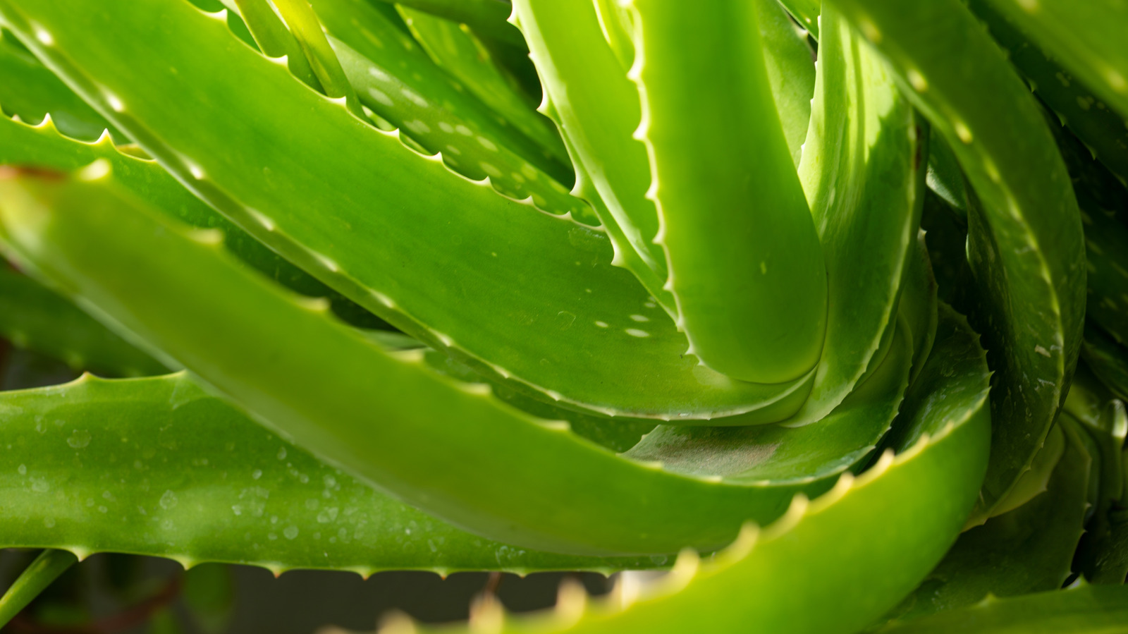 Aloe Vera Yetiştirmek Tehlikeli mi? Ekimden Önce Bilmeniz Gerekenler