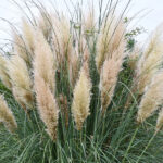 Bahçenize Doku Eklemek İçin 18 Pampa Benzeri Süs Çimi Seçenekleri