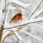 Geleneksel Kuş Banyolarını Unutun: Bu Uygun Fiyatlı Alternatif Dondurucu Kışlar İçin Harika