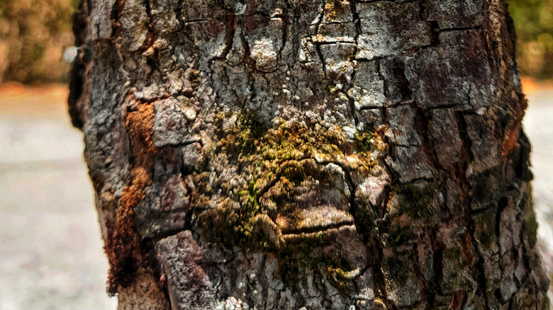 Güneş yanığı olan bir ağaç gövdesi.